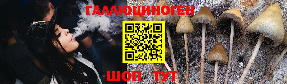 Псилоцибиновые грибы Psilocybine cubensis Миасс